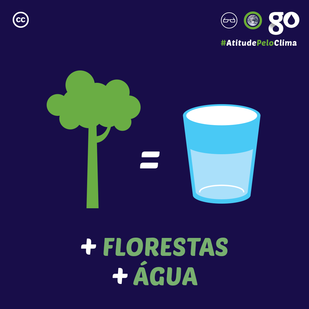 Você sabia que sem floresta não tem água?