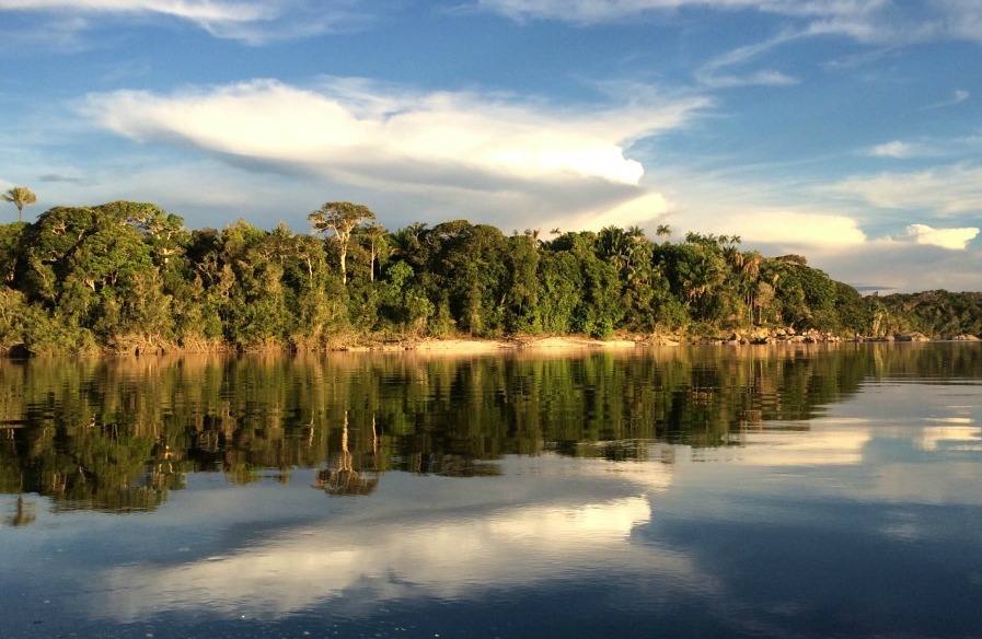 Conheça a floresta com quem cuida dela