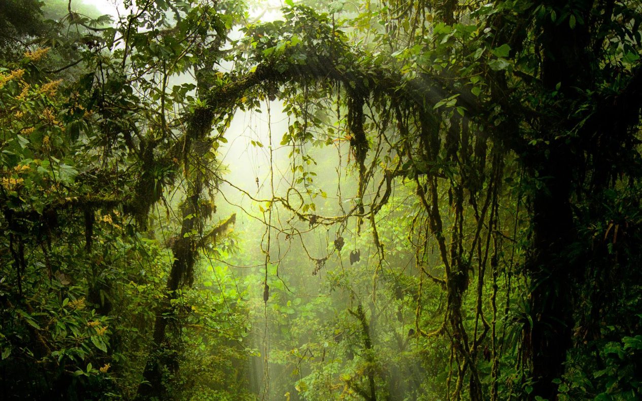 O verde volta a tomar conta da Costa Rica