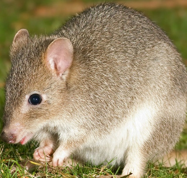 Um minuto de silêncio para o Melomys rubicola