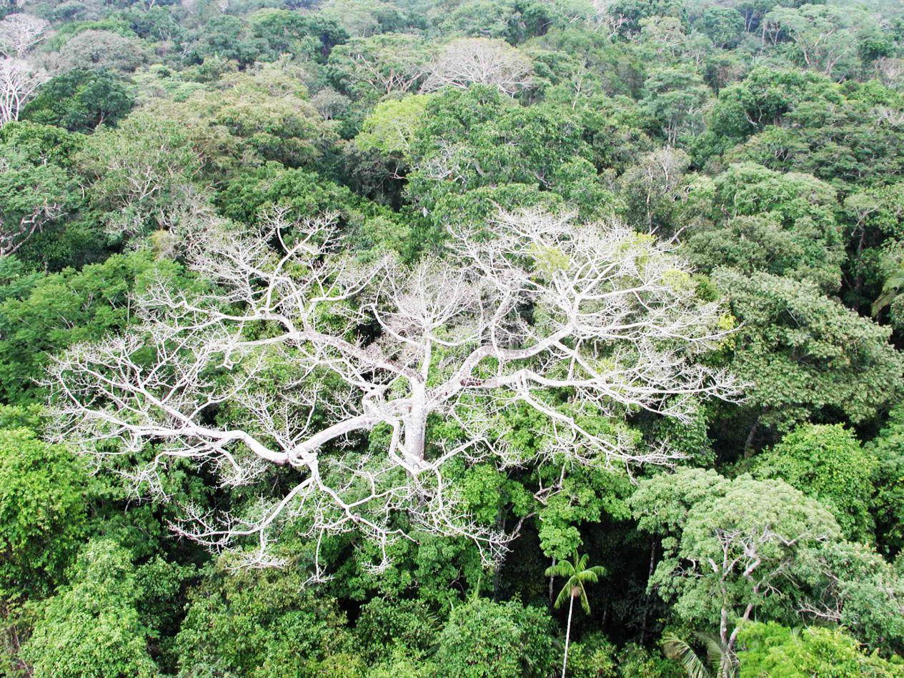 Biodiversidade assombrosa