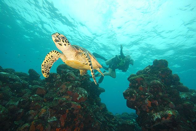 Baixo carbono via Fernando de Noronha