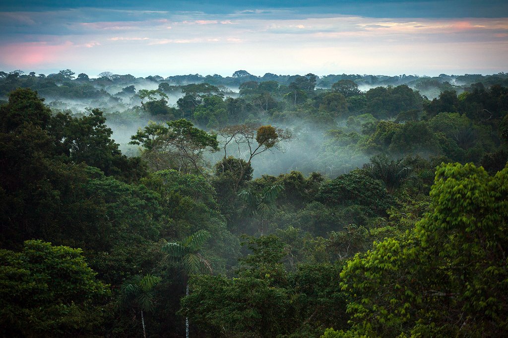 Amazônia: um imenso monumento verde