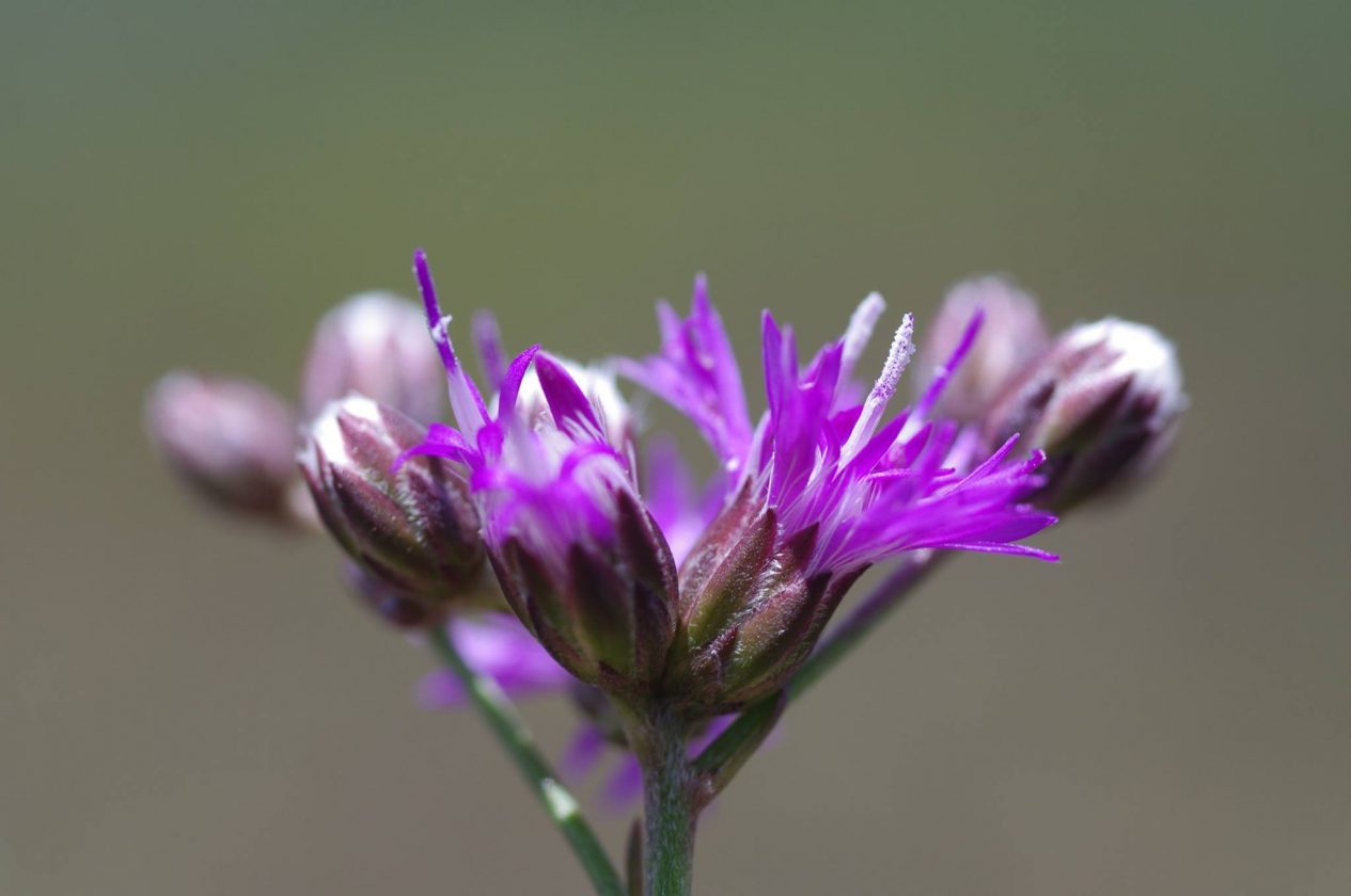 Novas flores da Amazônia