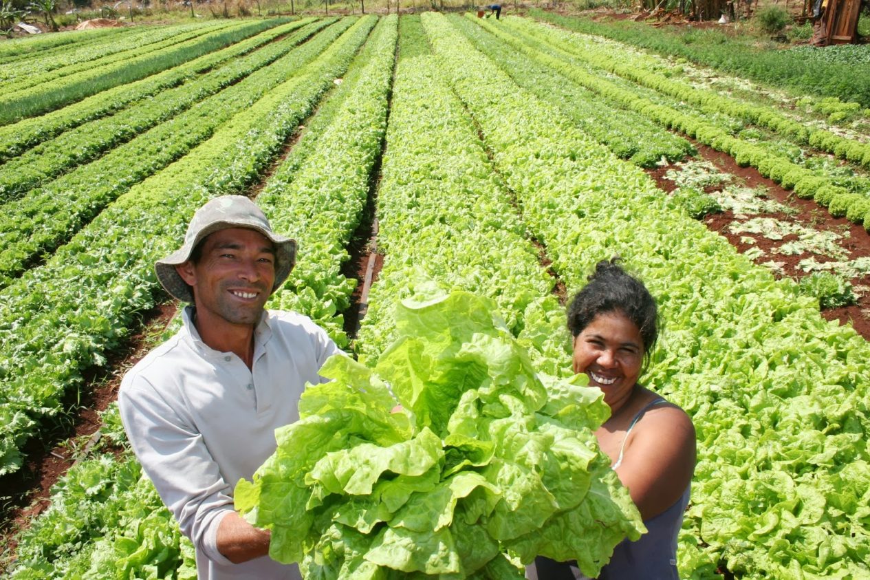 ONU aduba a agricultura familiar