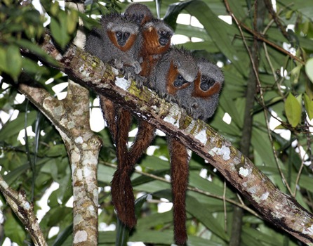 Biodiversidade e responsabilidade