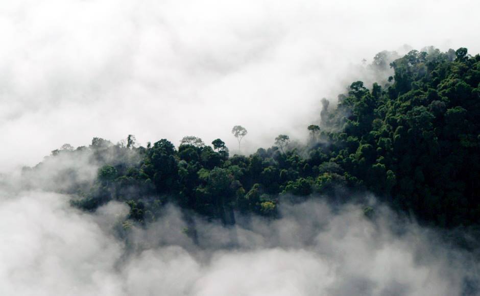 Rios voadores e outros bichos da Amazônia