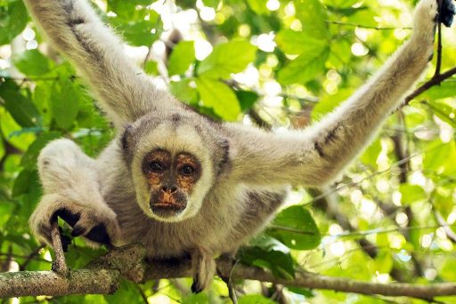 Macaco não vive sem mata. E vice-versa