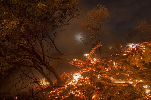 Uma Nova Zelândia a menos de floresta