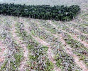 Desmatamento cai, mas floresta também