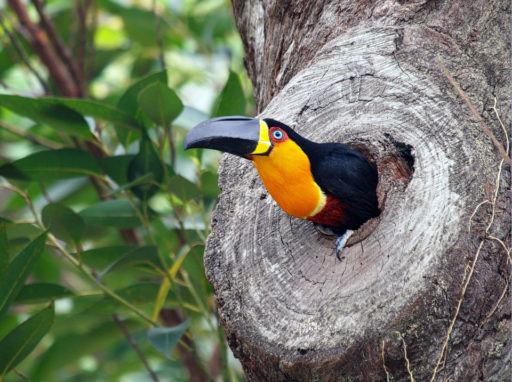 Biodiversidade grau 10