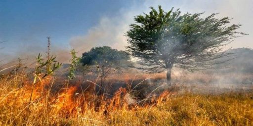 Estrago no Cerrado pode ser irreversível