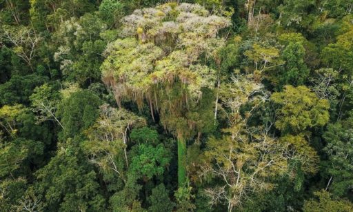 Os últimos gigantes da Mata Atlântica