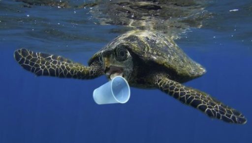 Plásticos entram na dieta das tartarugas