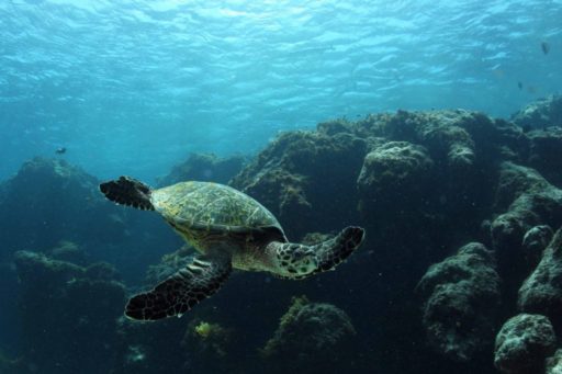 O mar está ficando mais azul e esta é uma má notícia